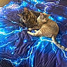 cats, two_cats, tabby_cat, fluffy_cat, sleeping_cat, pet, animals, cuddling, bed, blanket, lightning_pattern, blue, bedroom, cozy, relaxed, sleeping, lying_down, fur, whiskers, indoor