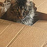 cat, tabby_cat, animal, pet, feline, face, eyes, whiskers, fur, striped_fur, cardboard, box, packaging, indoor, portrait, close_up, looking_at_camera, curious, warm_lighting, funny