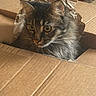 cat, tabby_cat, fluffy, fur, whiskers, green_eyes, animal, pet, cardboard_box, packing_paper, indoors, closeup, portrait, sitting, peeking, curious, alert, brown, gray, cute