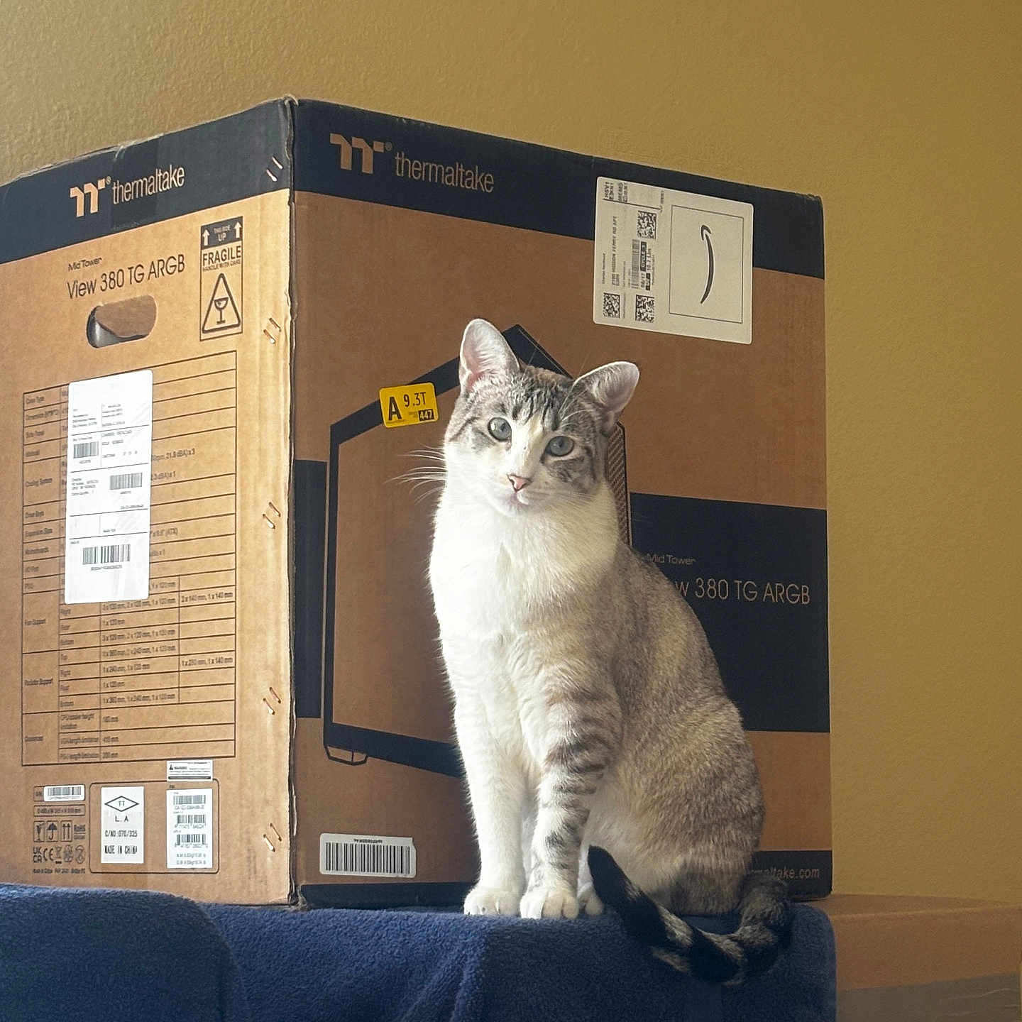 Snowflake is registered to the contest to win money with this photo: cat, blue_eyes, cardboard_box, indoor, yellow_wall, blanket, curious, pet, feline, sitting, domestic_animal, soft_light, cozy, furniture, box, striped, tail, whiskers, ears, floor