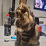 cat, tabby, fluffy, table, plastic_bottle, spoon, lighter, indoor, furniture, television, screen, food_drink, domestic_animal, pet, whiskers, fur, houseplant, kitchen, sitting, side_view