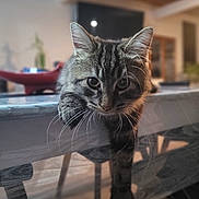 Pitchou a rejoint le concours — aidez-le/la à gagner de superbes lots ! cat, tabby_cat, paw, glass_table, indoor, furniture, blurred_background, whiskers, curious, relaxed, animal, pet, domestic_cat, wooden_chair, table_edge, closeup, mammal, striped_fur, household, resting