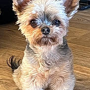 Kitty participe au concours pour gagner de l'argent avec cette photo : dog, small_dog, pet, animal, ears, fur, wooden_floor, heart_decoration, indoor, cute, fluffy, sitting, portrait, closeup, brown, tan, black, eyes, adorable, cozy