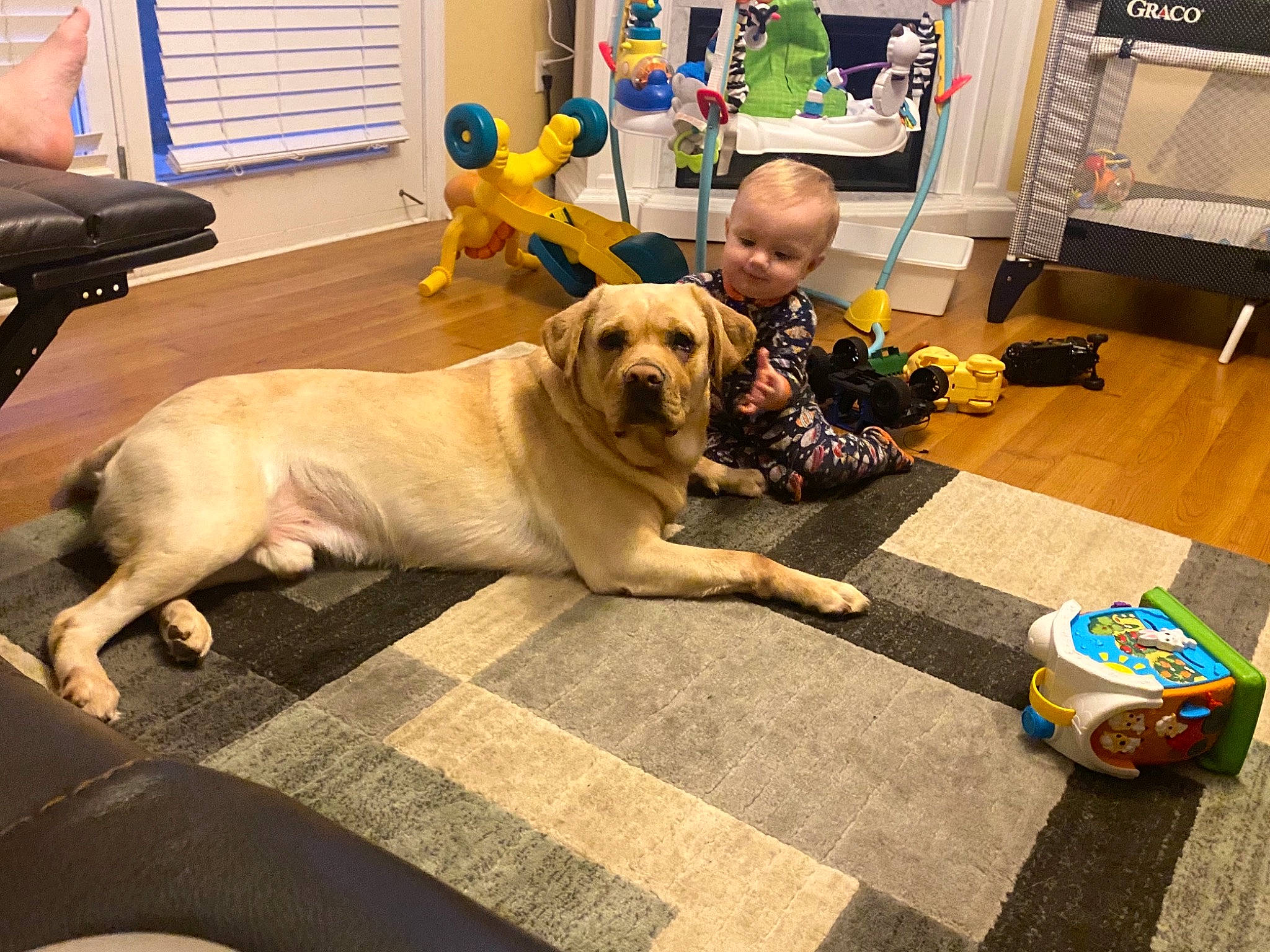 Bullet is registered to the contest to win money with this photo: adventure, bag, canidae, carnivore, chair, companion_dog, dog, dog_breed, fawn, floor, flooring, guard_dog, hardwood, luggage_and_bags, picture_frame, retriever, snout, sporting_group, tail, tree