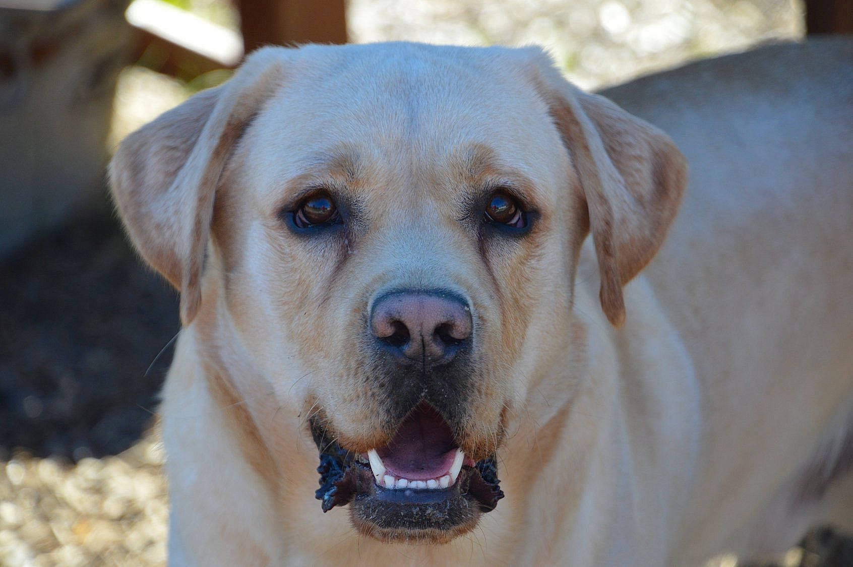 Bullet joined the competition — help win amazing prizes! canidae, carnivore, companion_dog, dog, dog_breed, fawn, fur, gun_dog, labrador_retriever, plant, puppy, snout, sporting_group, terrestrial_animal, whiskers, wildlife