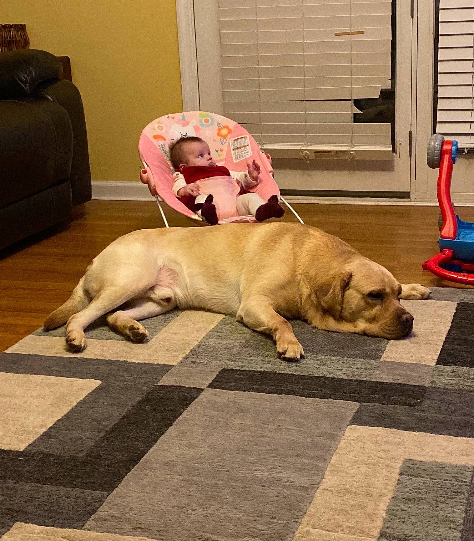 Bullet is registered to the contest to win money with this photo: carnivore, comfort, companion_dog, couch, dog, dog_breed, door, fawn, felidae, floor, flooring, fur, guard_dog, hardwood, small_to_medium_sized_cats, tail, toy_dog, wood, working_animal, wrinkle