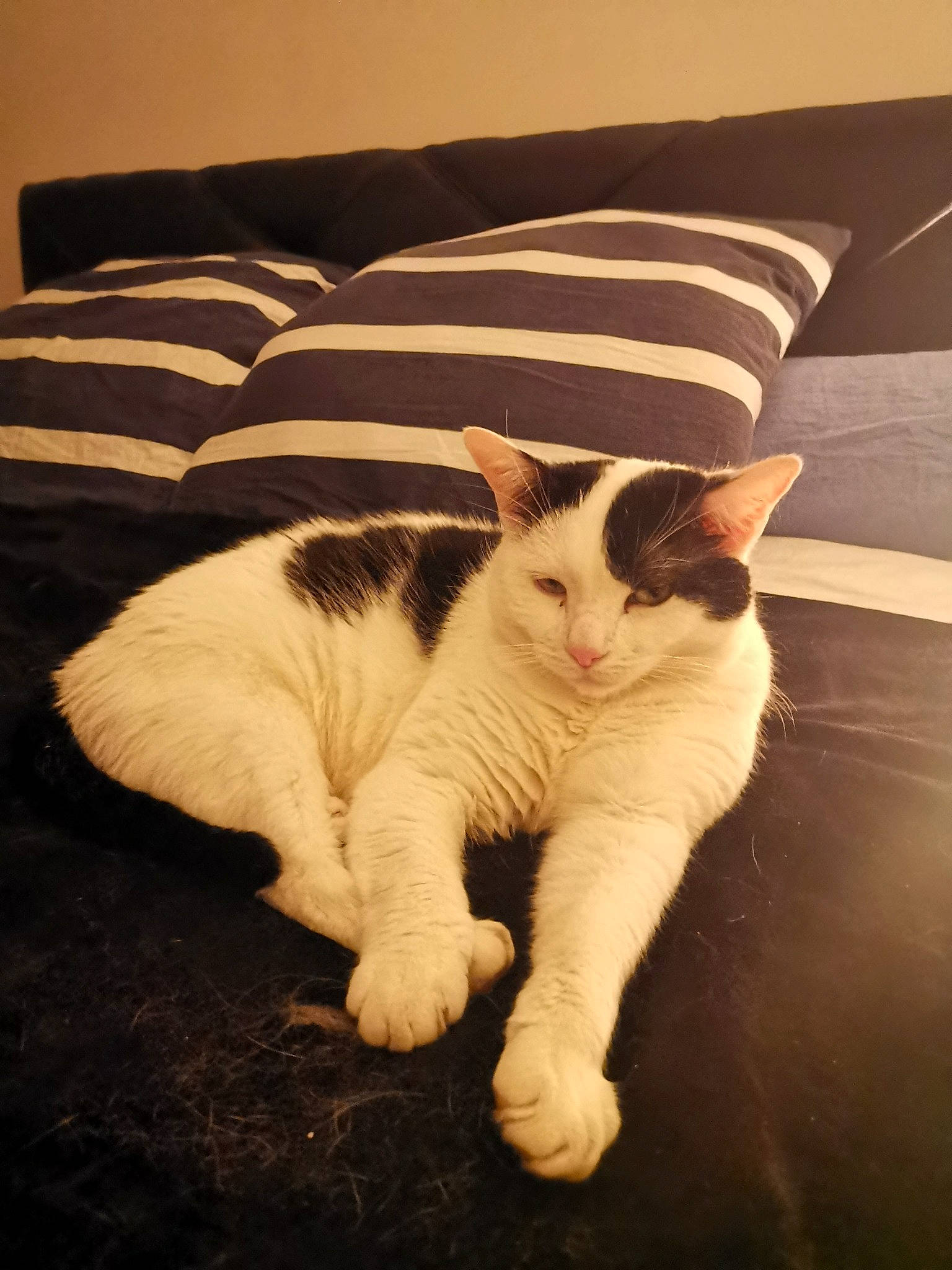 Only a rejoint le concours — aidez-le/la à gagner de superbes lots ! aegean_cat, carnivore, cat, felidae, fur, kitten, mammal, nose, paw, polydactyl_cat, small_to_medium_sized_cats, tail, turkish_van, whiskers