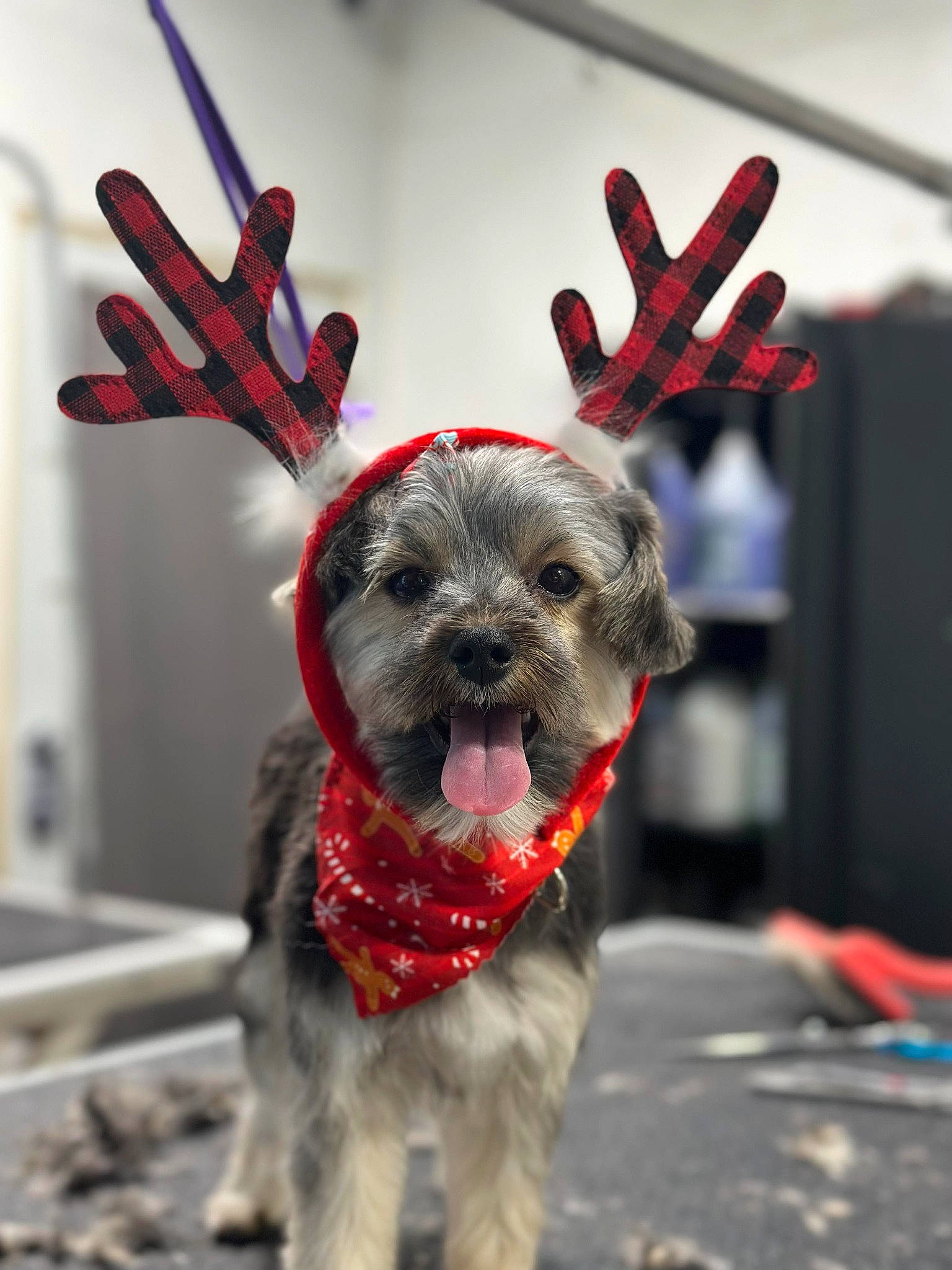 Chloé Marie is registered to the contest to win money with this photo: antler, canidae, carnivore, collar, companion_dog, dog, dog_breed, dog_collar, dog_supply, event, fashion_accessory, fawn, fictional_character, fur, gesture, leash, reindeer, snout, sporting_group, working_animal