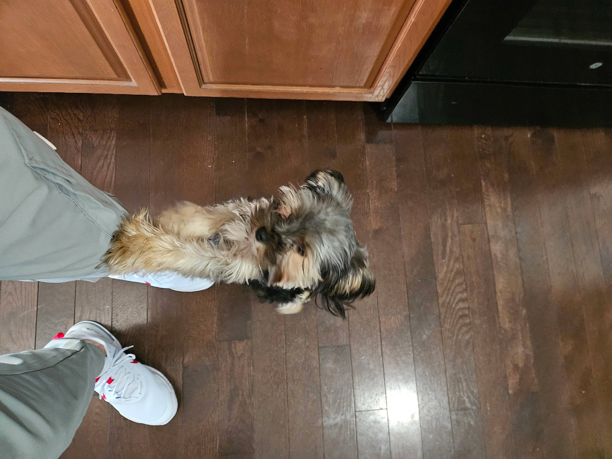 Chloé Marie is registered to the contest to win money with this photo: brown, canidae, carnivore, companion_dog, dog, dog_breed, fawn, felidae, floor, flooring, fur, gas, hardwood, human_leg, room, small_to_medium_sized_cats, sporting_group, tail, wood, wood_stain