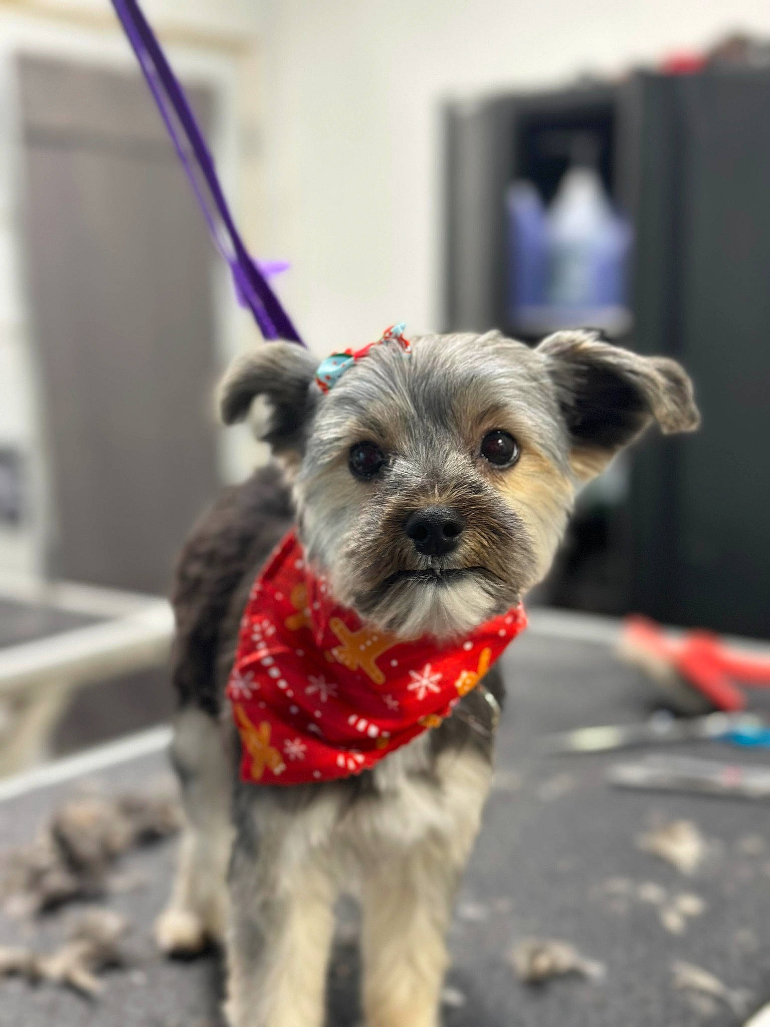 Chloé Marie is registered to the contest to win money with this photo: canidae, carnivore, collar, companion_dog, dog, dog_breed, dog_collar, dog_supply, event, fashion_accessory, fur, leash, non_sporting_group, pet_supply, small_terrier, snout, sporting_group, toy_dog, working_animal