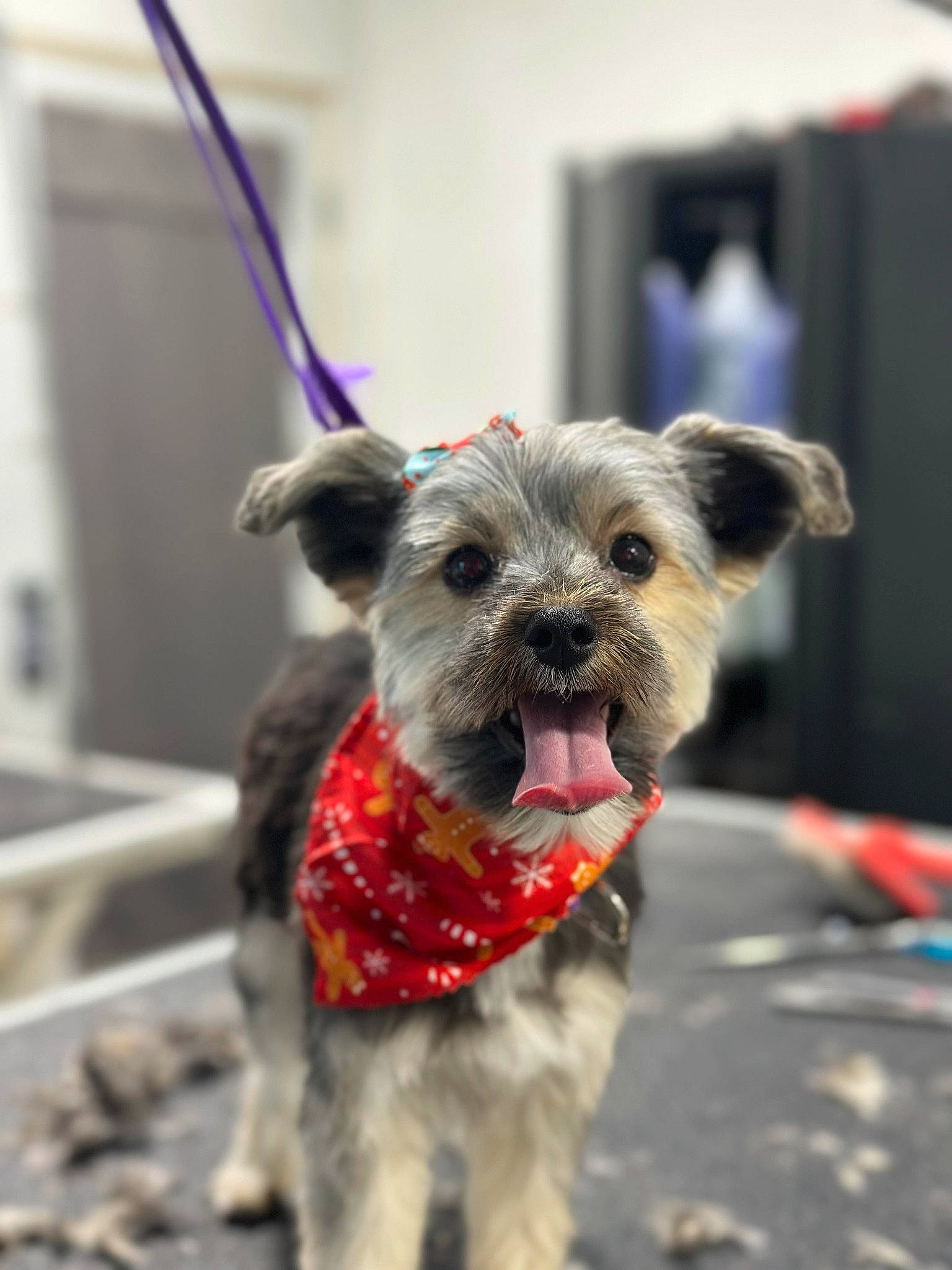 Chloé Marie is registered to the contest to win money with this photo: canidae, carnivore, collar, companion_dog, dog, dog_breed, dog_clothes, dog_collar, dog_supply, fashion_accessory, fawn, fur, leash, pet_supply, schnauzer, snout, sporting_group, terrier, toy_dog, working_animal