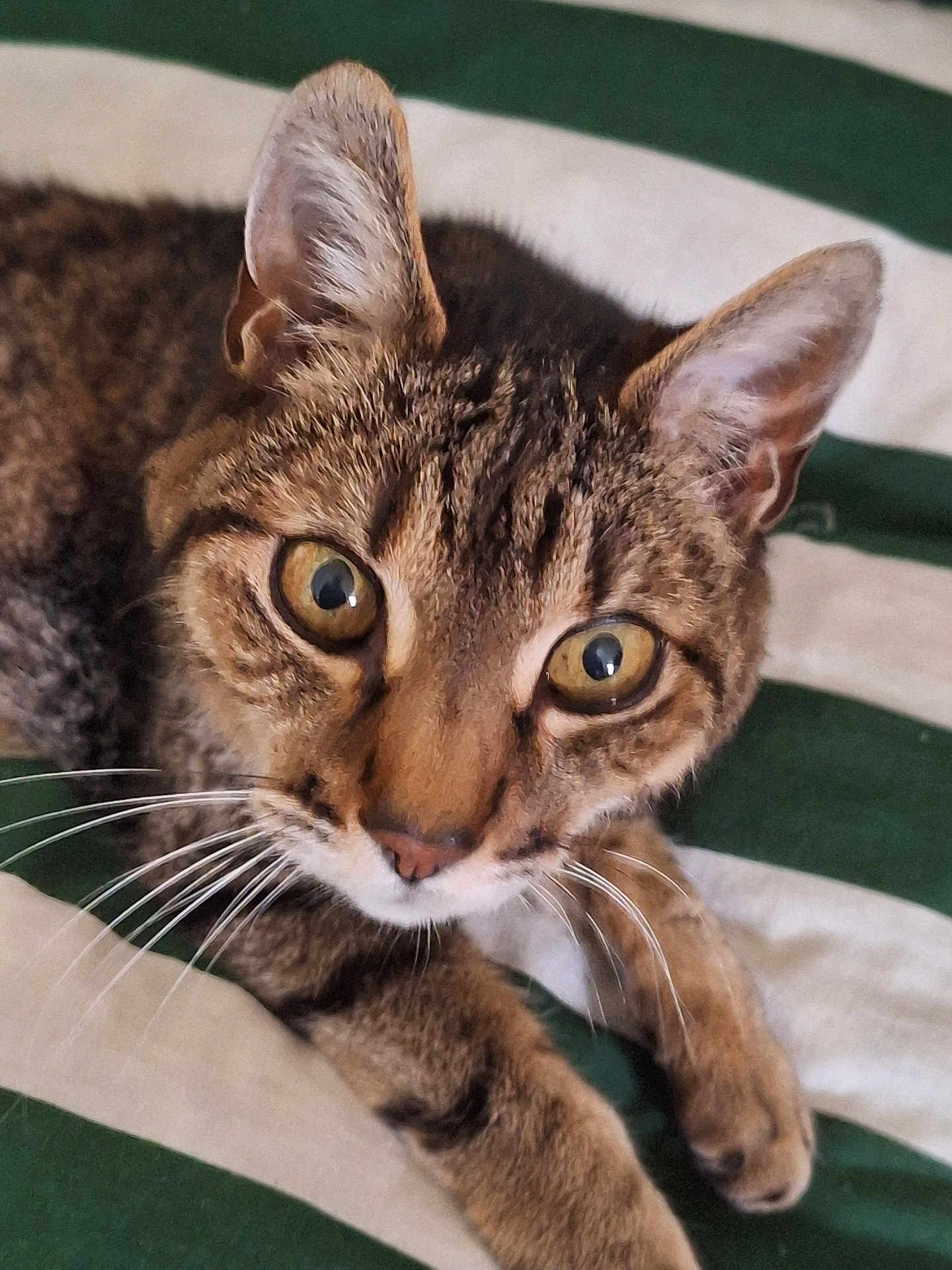 Daffy a rejoint le concours — aidez-le/la à gagner de superbes lots ! cat, tabby_cat, pet, whiskers, fur, wide_eyes, ears, nose, paws, blanket, striped, bed, closeup, portrait, feline, indoor, resting, curious, cozy, looking_up
