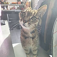 Daffy a rejoint le concours — aidez-le/la à gagner de superbes lots ! cat, tabby_cat, pet, whiskers, ears, green_eyes, close_up, indoor, home, chair, person, blurred_background, sunlight, backlight, curious, portrait, sitting, furniture, floor, domestic_cat