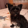 dog, black_dog, white_fur, pet, bedspread, toy, indoor, curtains, window, furniture, cozy, small_dog, fluffy, animal, companion, domestic, cute, sitting, portrait, home