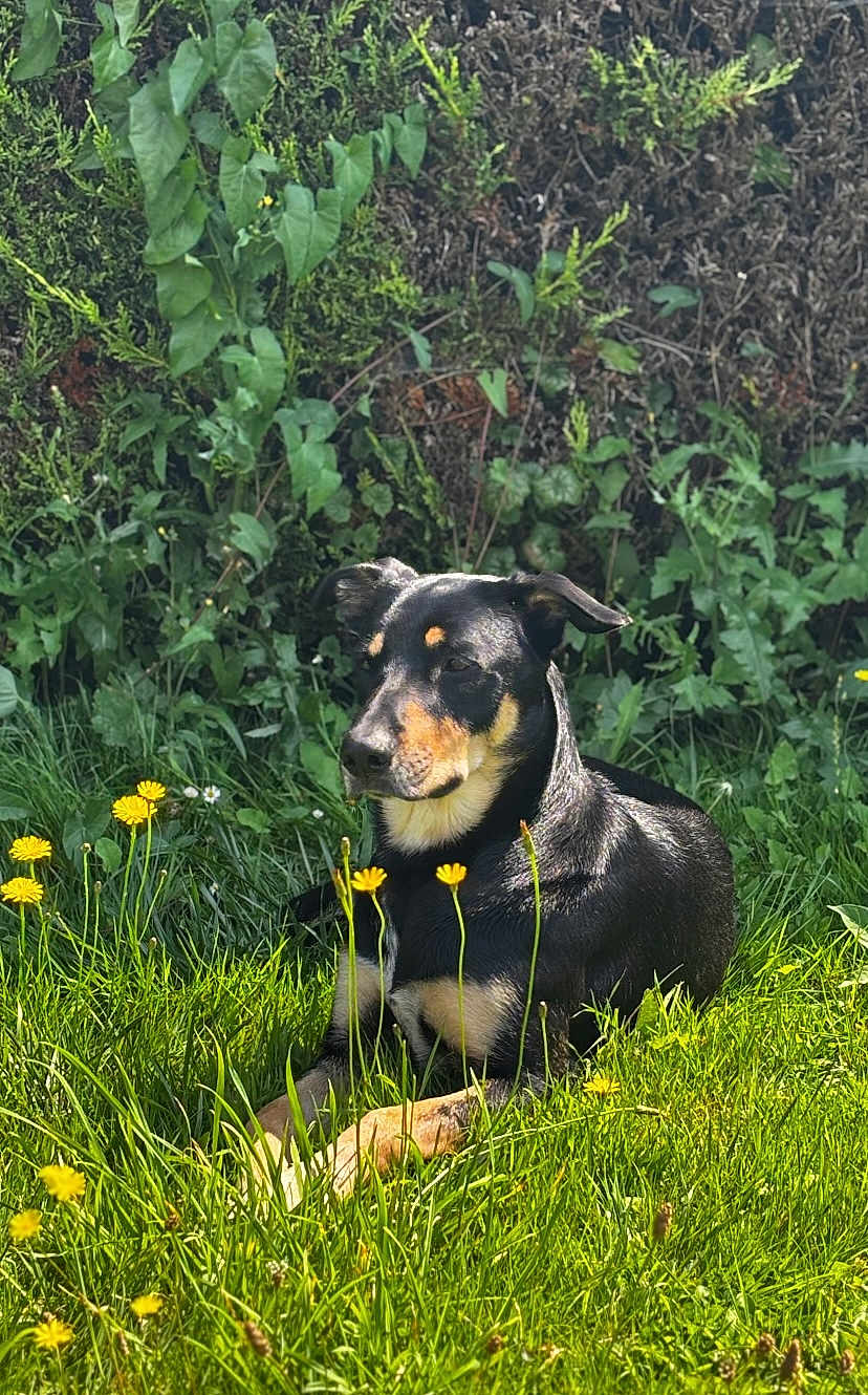 Jack