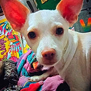Tucker Robinson is registered to the contest to win money with this photo: dog, white_dog, large_ears, blanket, colorful_blanket, indoor, pet, animal, closeup, face, nostrils, toy, household_items, box, text_on_box, fabric, paw, fur, curious, lying_down