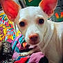 dog, white_dog, large_ears, blanket, colorful_blanket, indoor, pet, animal, closeup, face, nostrils, toy, household_items, box, text_on_box, fabric, paw, fur, curious, lying_down