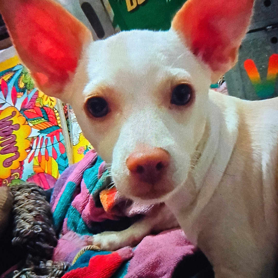Tucker Robinson is registered to the contest to win money with this photo: animal, blanket, box, closeup, colorful_blanket, curious, dog, fabric, face, fur, household_items, indoor, large_ears, lying_down, nostrils, paw, pet, text_on_box, toy, white_dog