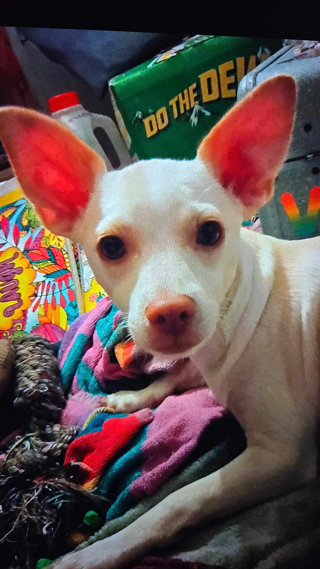 Tucker Robinson is registered to the contest to win money with this photo: dog, white_dog, large_ears, blanket, colorful_blanket, indoor, pet, animal, closeup, face, nostrils, toy, household_items, box, text_on_box, fabric, paw, fur, curious, lying_down