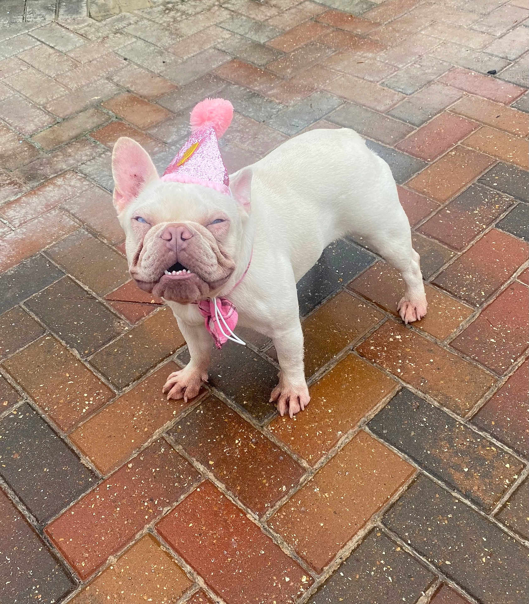 Bambi Aspen joined the competition — help win amazing prizes! brick_pavement, celebration, closeup, cute, dog, french_bulldog, funny_expression, outdoor, party_hat, paws, pet, pink_bow, pink_hat, short_muzzle, small_dog, squinting, standing, teeth, white_fur, wrinkled_face
