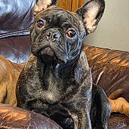 Mrs.pickles joined the competition — help win amazing prizes! animal, brindle, closeup, couch, dog, ears, expressive_eyes, face, french_bulldog, furniture, head, indoor, leather, looking_at_camera, paw, pet, portrait, relaxed, sitting, whiskers