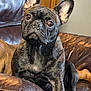 animal, brindle, closeup, couch, dog, ears, expressive_eyes, face, french_bulldog, furniture, head, indoor, leather, looking_at_camera, paw, pet, portrait, relaxed, sitting, whiskers