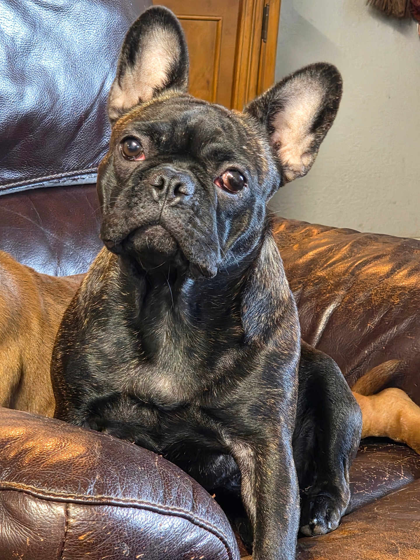 Mrs.pickles joined the competition — help win amazing prizes! animal, brindle, closeup, couch, dog, ears, expressive_eyes, face, french_bulldog, furniture, head, indoor, leather, looking_at_camera, paw, pet, portrait, relaxed, sitting, whiskers