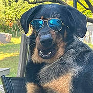 Lauriane Speziale a rejoint le concours — aidez-le/la à gagner de superbes lots ! accessories, animal, blanket, canine, dog, furniture, glasses, grass, hound, person, pet, plant, puppy, racket, sitting, sport, sunglasses, tennis, tennisracket, vegetation