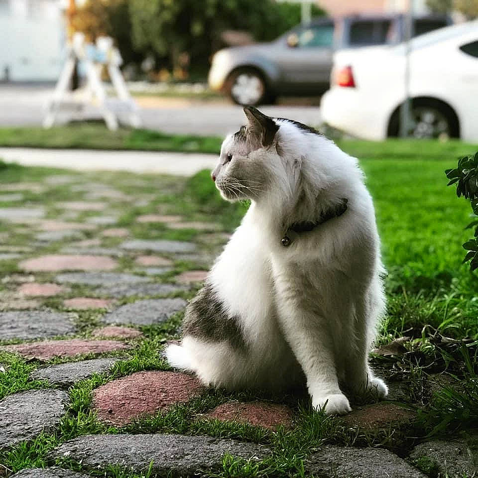 Macklemore joined the competition — help win amazing prizes! aegean_cat, carnivore, cat, felidae, fur, grass, mammal, plant, small_to_medium_sized_cats, snout, tail, whiskers, wildlife