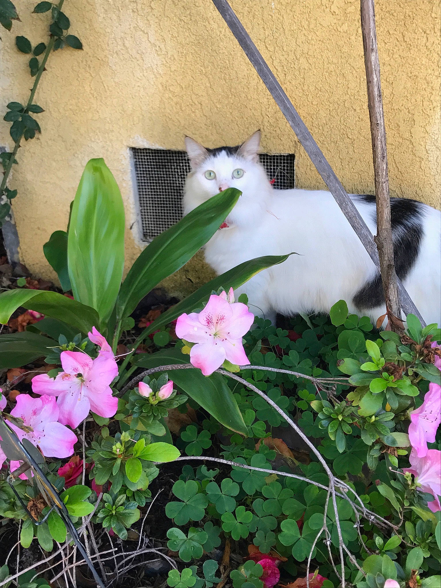 Macklemore is registered to the contest to win money with this photo: botany, dendrobium, flower, flowering_plant, herbaceous_plant, houseplant, impatiens, moth_orchid, orchid, perennial_plant, petal, pink, plant