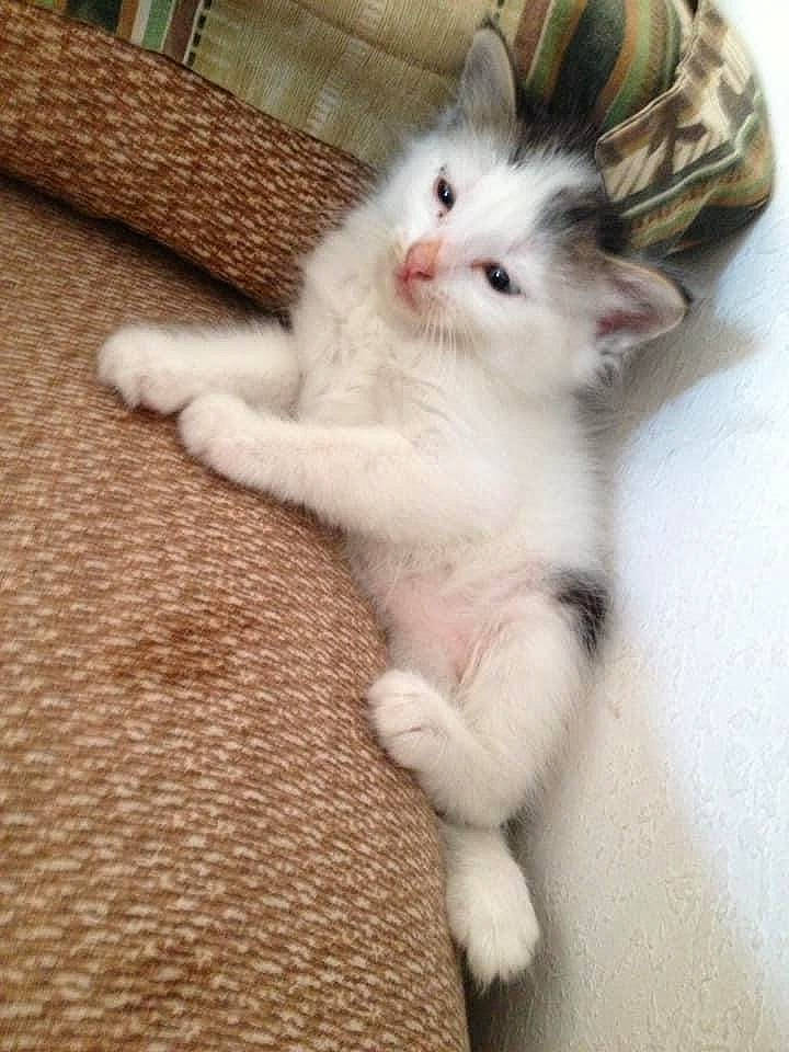 Macklemore is registered to the contest to win money with this photo: aegean_cat, carnivore, cat, claw, ear, fawn, felidae, fur, kitten, mammal, norwegian_forest_cat, paw, polydactyl_cat, ragdoll, skin, small_to_medium_sized_cats, tail, turkish_angora, turkish_van, whiskers