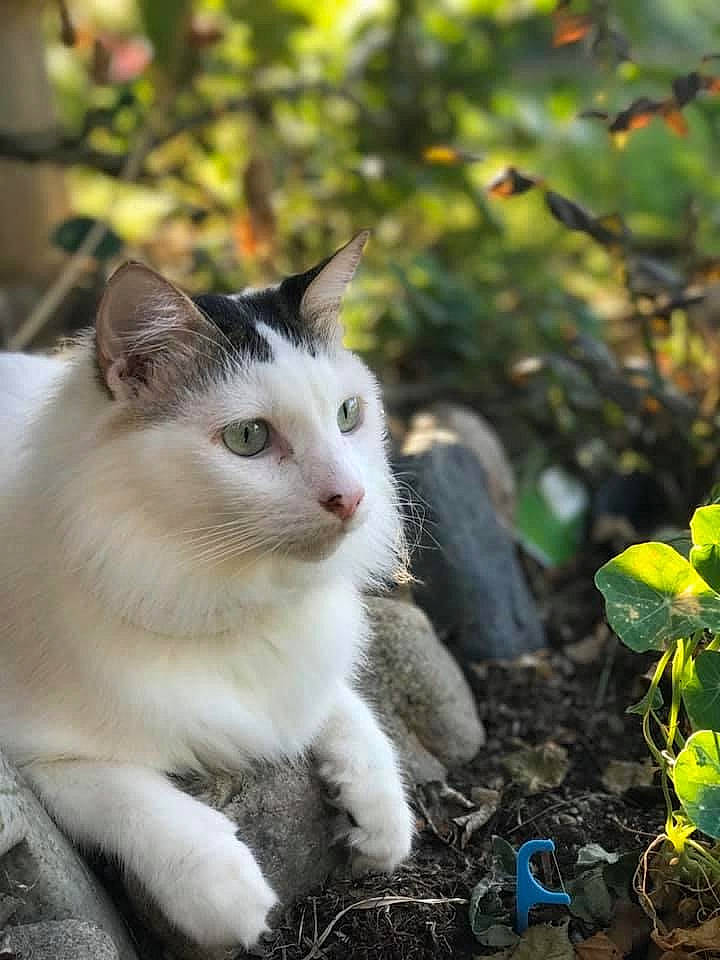 Macklemore joined the competition — help win amazing prizes! aegean_cat, carnivore, cat, domestic_short_haired_cat, european_shorthair, eye, felidae, fur, grass, kitten, mammal, ojos_azules, plant, ragdoll, small_to_medium_sized_cats, tree, turkish_angora, turkish_van, whiskers