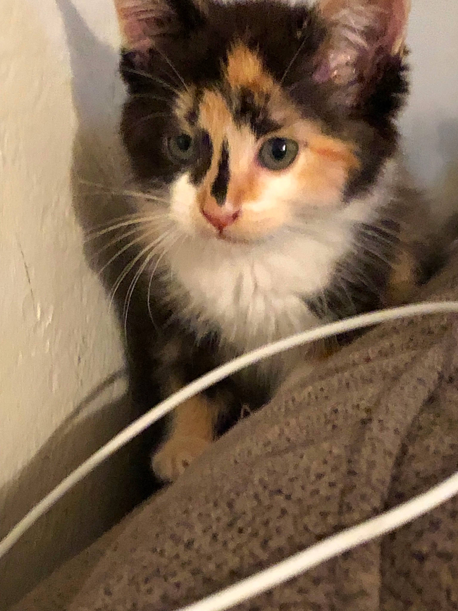 Kelly joined the competition — help win amazing prizes! aegean_cat, american_curl, asian, british_semi_longhair, carnivore, cat, domestic_long_haired_cat, domestic_short_haired_cat, european_shorthair, eye, felidae, kitten, mammal, norwegian_forest_cat, polydactyl_cat, siberian, small_to_medium_sized_cats, whiskers