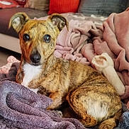 Tania a rejoint le concours — aidez-le/la à gagner de superbes lots ! animal, architecture, baby, blanket, building, canine, couch, cushion, dog, furniture, homedecor, hound, indoors, laundry, linen, livingroom, person, pet, puppy, towel