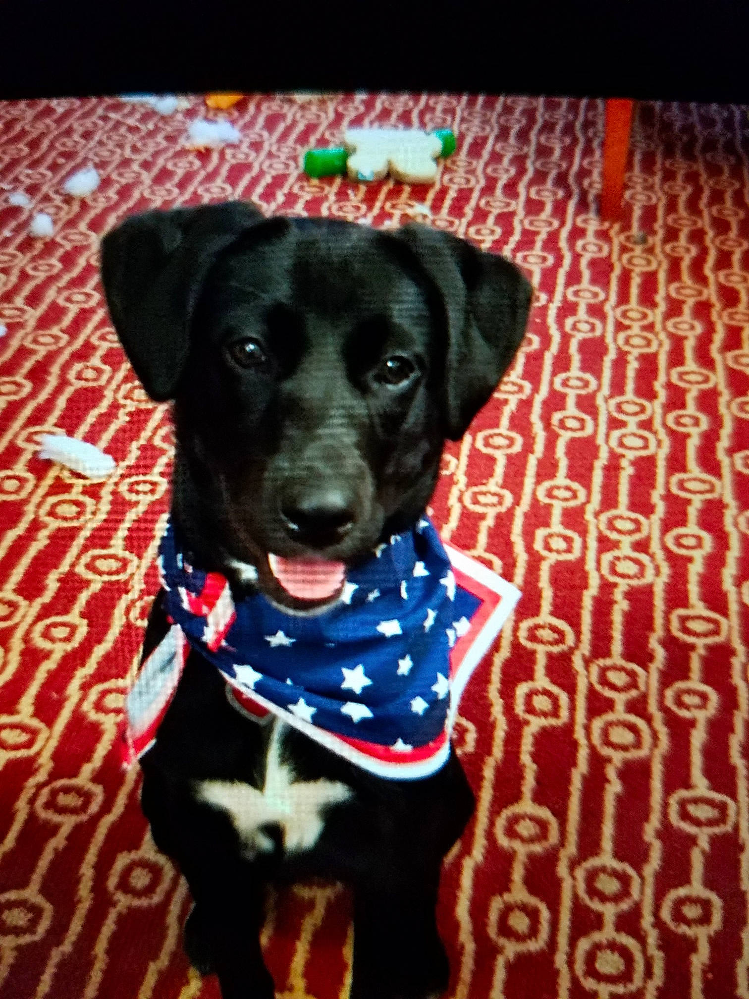 Zara is registered to the contest to win money with this photo: carnivore, collar, companion_dog, dog, dog_breed, dog_clothes, dog_collar, dog_supply, electric_blue, fawn, flooring, pattern, personal_protective_equipment, pet_supply, plant, sleeve, snout, sporting_group, whiskers, working_animal