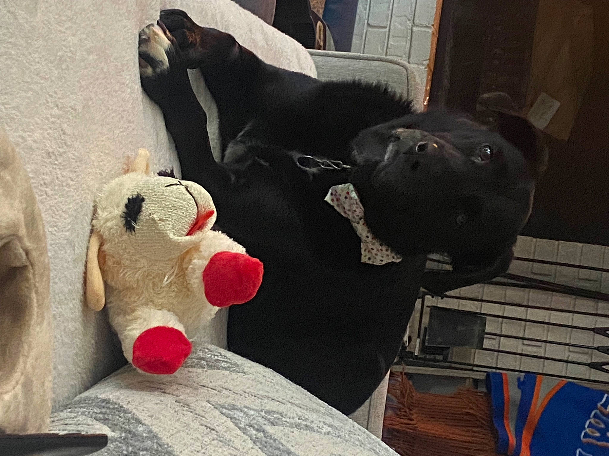 Zara is registered to the contest to win money with this photo: art, carmine, carnivore, comfort, companion_dog, couch, dog_breed, fawn, fur, grey, linens, mammal, plush, room, snout, stuffed_toy, toy, vertebrate, wood, working_animal