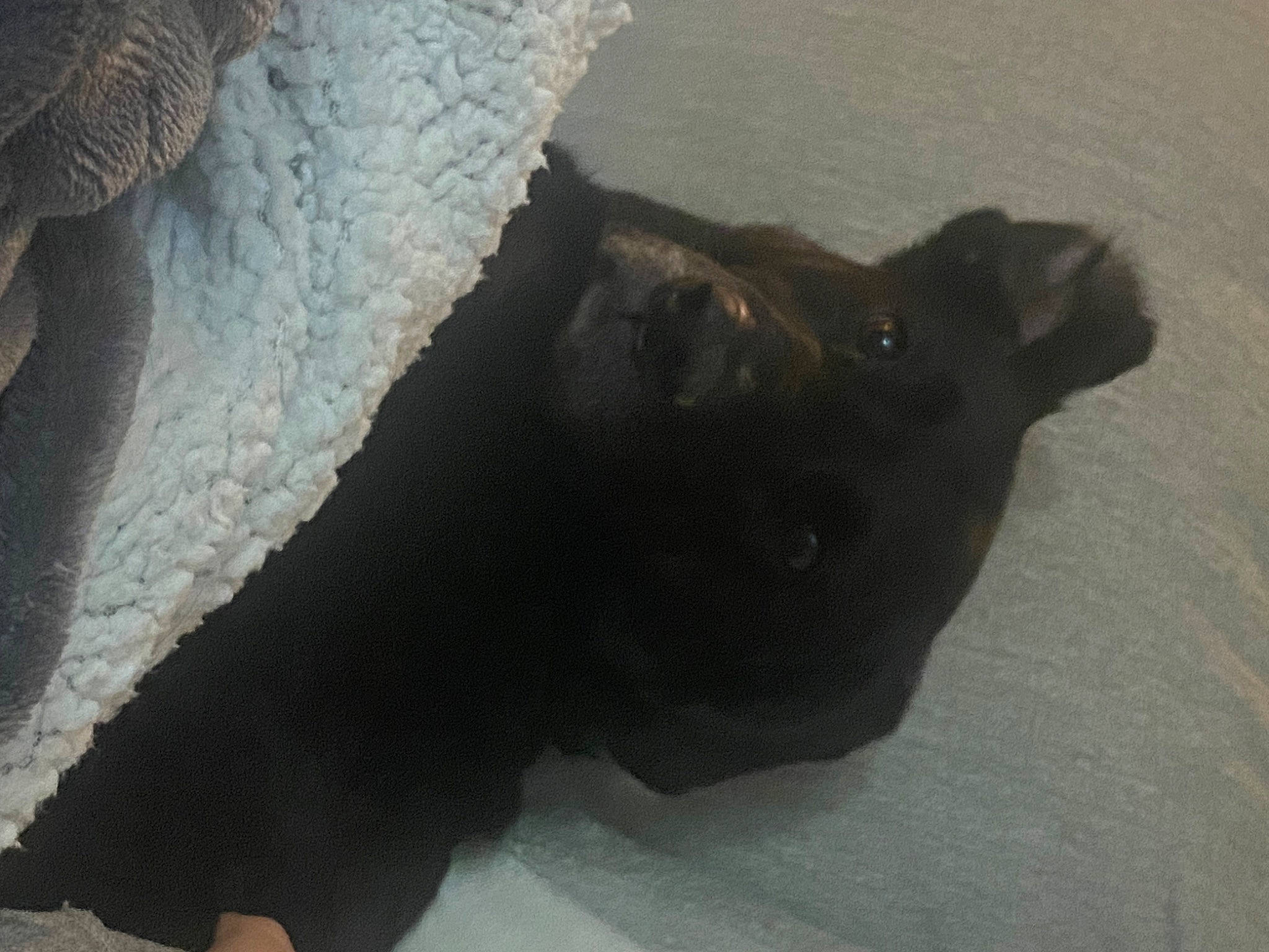 Zara is registered to the contest to win money with this photo: carnivore, dog_breed, domestic_short_haired_cat, felidae, fur, guard_dog, human_leg, non_sporting_group, paw, shadow, small_to_medium_sized_cats, snout, tail, terrestrial_animal, whiskers, working_animal