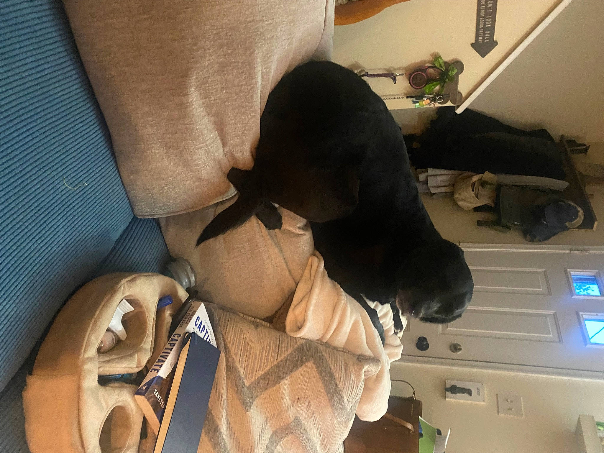 Zara joined the competition — help win amazing prizes! bag, carnivore, comfort, companion_dog, dog, dog_breed, flowerpot, houseplant, non_sporting_group, personal_protective_equipment, plant, room, sporting_group, tail, working_animal