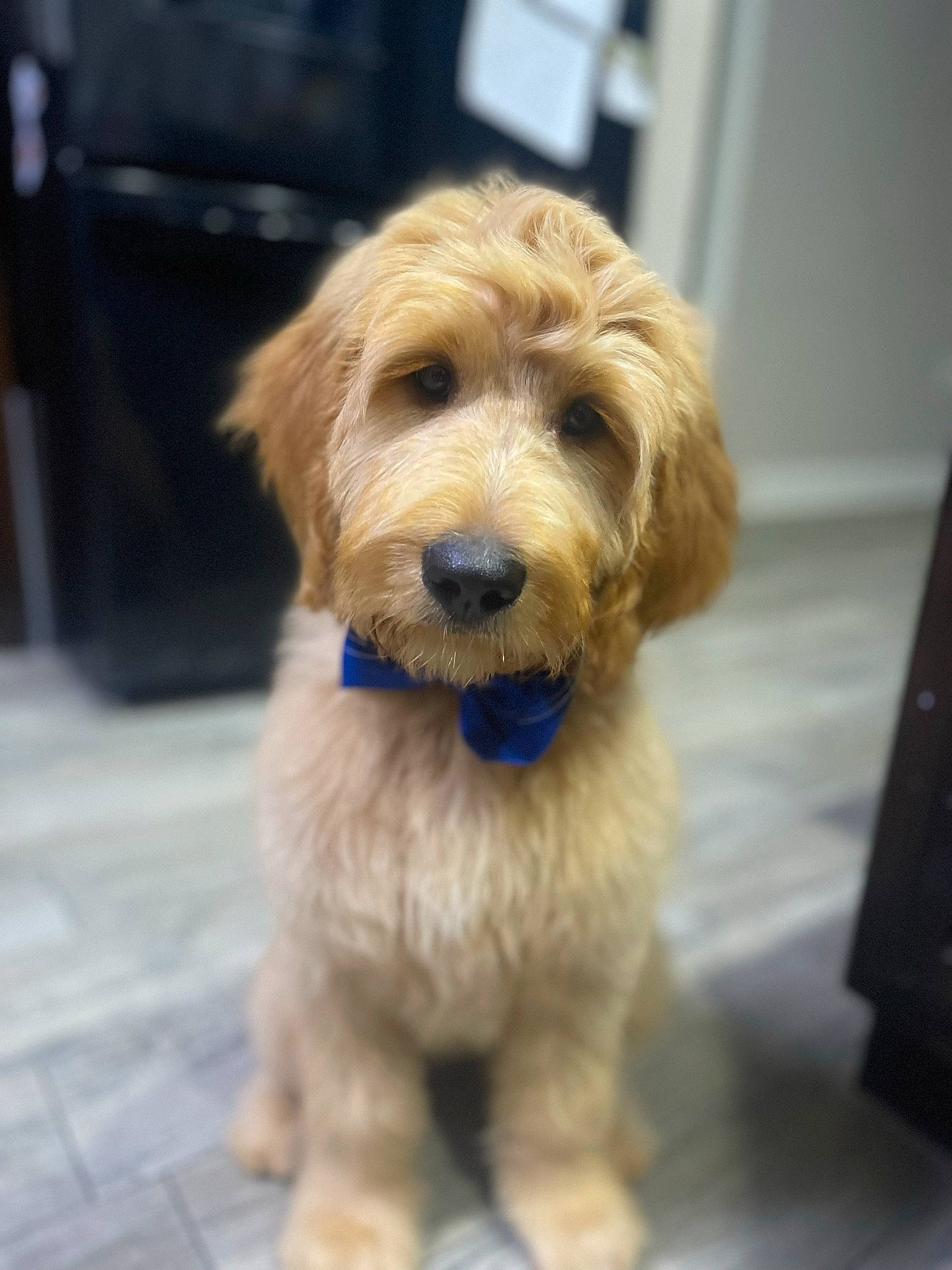 Beckham is registered to the contest to win money with this photo: companion_dog, dog, dog_supply, fawn, flooring, fur, hardwood, liver, maltepoo, pet_supply, puppy, small_terrier, terrestrial_animal, terrier, toy_dog, whiskers, wood, working_animal