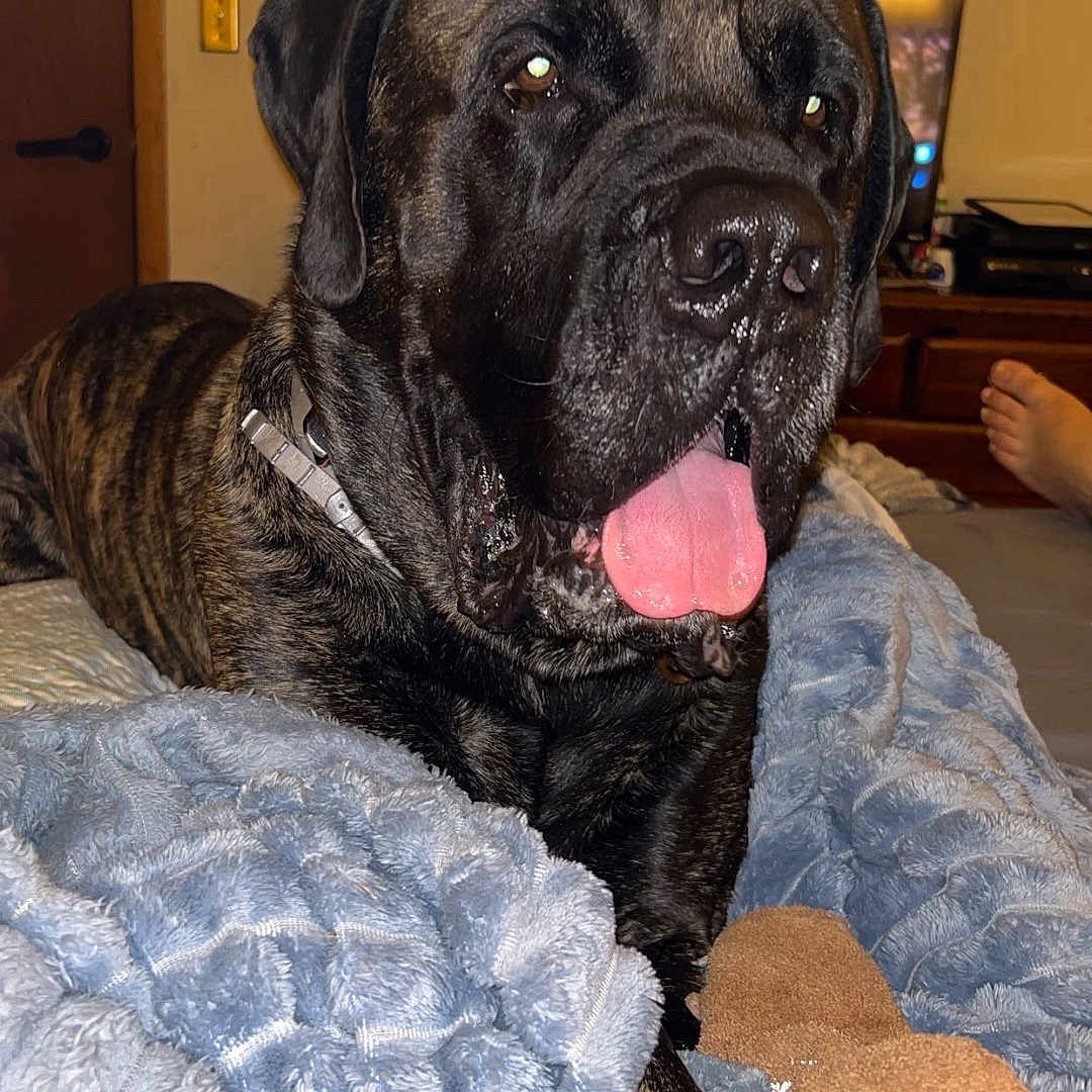 Lynyrd Lamar joined the competition — help win amazing prizes! animal, bed, blanket, brindle, canine, collar, comfort, companion, cozy, dog, foot, furniture, indoor, living_room, pet, relaxed, resting, sleepy, soft_texture, tongue_out