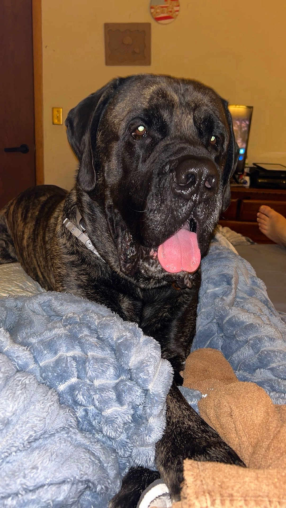 Lynyrd Lamar joined the competition — help win amazing prizes! dog, brindle, tongue_out, blanket, indoor, cozy, relaxed, furniture, foot, bed, canine, pet, animal, collar, resting, comfort, soft_texture, living_room, sleepy, companion