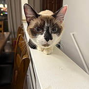 Ivory joined the competition — help win amazing prizes! cat, siamese_cat, pet, indoor, curious, blue_eyes, whiskers, feline, railing, close_up, animal, mammal, fur, looking, household, domestic, portrait, focus, ears, sitting