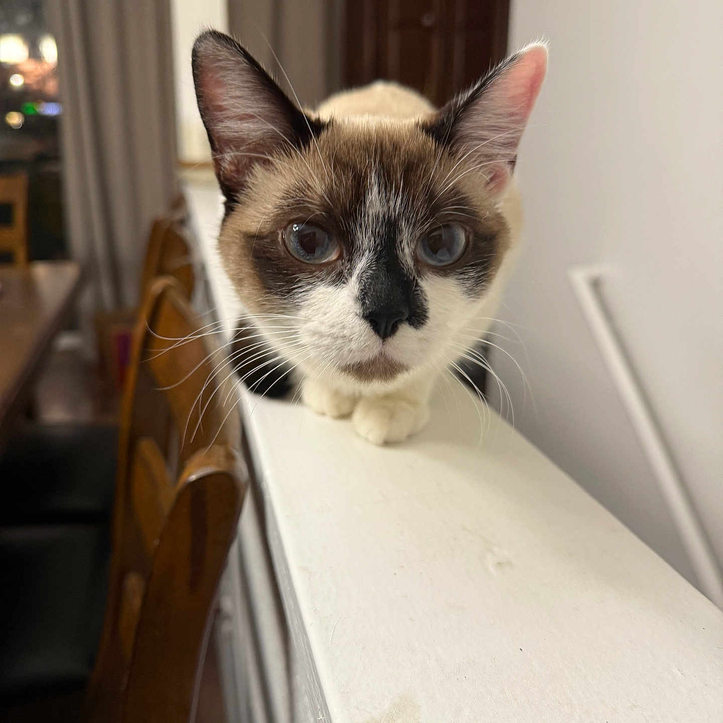 Ivory joined the competition — help win amazing prizes! cat, siamese_cat, pet, indoor, curious, blue_eyes, whiskers, feline, railing, close_up, animal, mammal, fur, looking, household, domestic, portrait, focus, ears, sitting