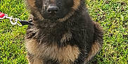 Oscar participe au concours pour gagner de l'argent avec cette photo : puppy, dog, german_shepherd, grass, outdoor, pet, animal, ears, leash, cute, fur, brown, black, sitting, young, nature, canine, adorable, playful, alert