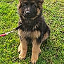 Oscar participe au concours pour gagner de l'argent avec cette photo : puppy, dog, german_shepherd, grass, leash, outdoor, pet, animal, cute, fur, ears, sitting, young, canine, nature, playful, adorable, mammal, collar, eyes
