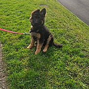 Oscar a rejoint le concours — aidez-le/la à gagner de superbes lots ! puppy, dog, german_shepherd, grass, leash, outdoor, parked_cars, sidewalk, daylight, pet, animal, young_dog, fur, ears, sitting, suburb, road, nature, cute, canine