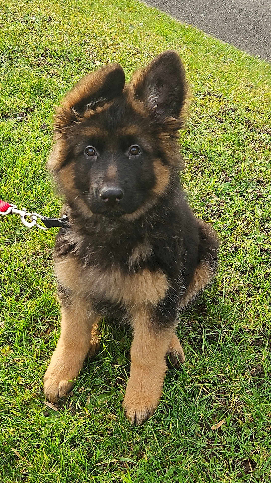 Oscar a rejoint le concours — aidez-le/la à gagner de superbes lots ! puppy, dog, german_shepherd, grass, outdoor, pet, animal, ears, leash, cute, fur, brown, black, sitting, young, nature, canine, adorable, playful, alert