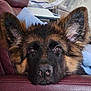 black, blanket, brown, close_up, couch, cozy, dog, ears, eyes, face, fluffy, fur, german_shepherd, indoor, looking, maroon, nose, pet, puppy, resting