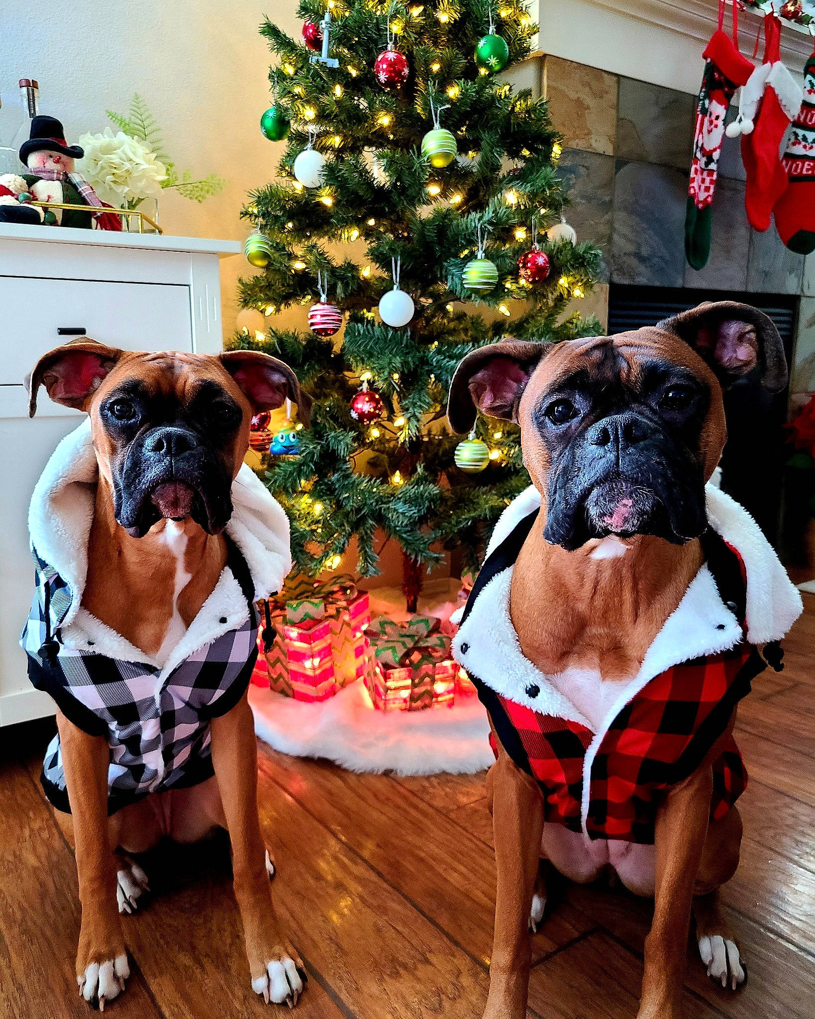 Goldz And Zigz is registered to the contest to win money with this photo: carnivore, christmas_decoration, christmas_eve, christmas_ornament, christmas_tree, dog, dog_breed, dog_clothes, dog_supply, fawn, hardwood, holiday, holiday_ornament, interior_design, lighting, mammal, snout, wood_flooring, working_animal