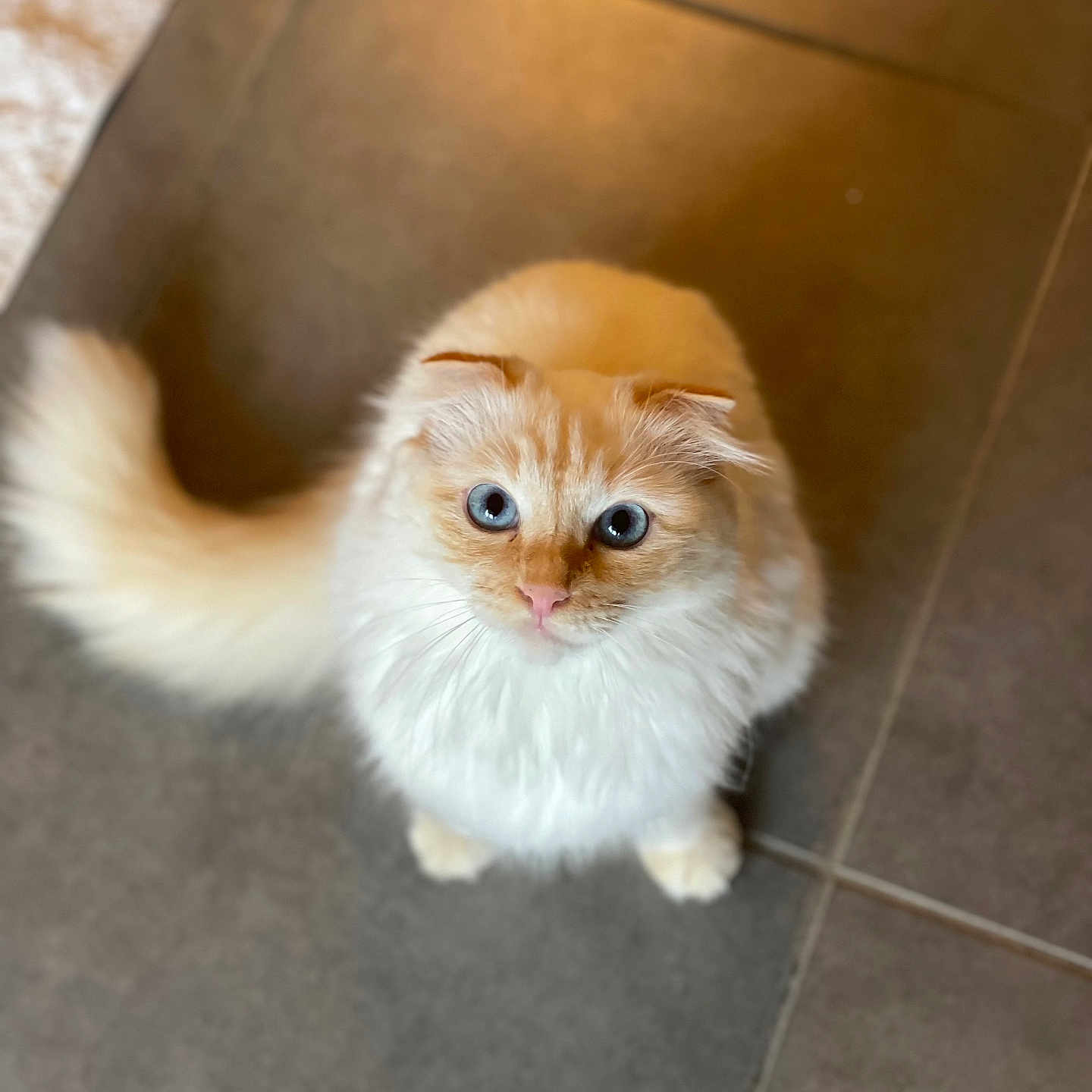 Leonidas